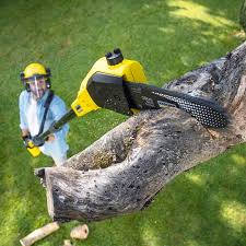 How Our Tree Care Process Works  in  Big Bear Lake, CA
