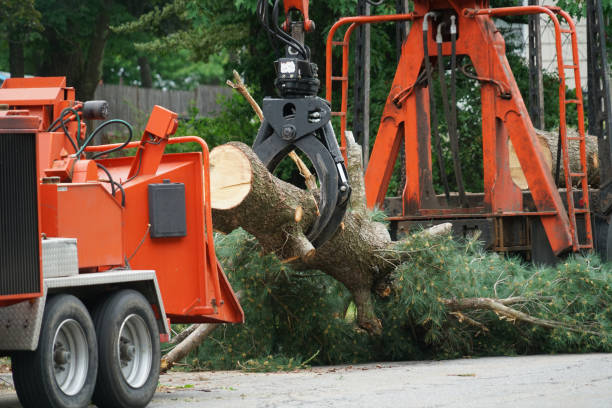 Best Tree Risk Assessment  in Big Bear Lake, CA