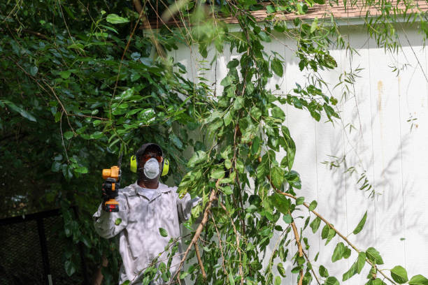 Best Pest Control for Lawns  in Big Bear Lake, CA