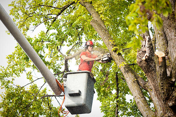 Big Bear Lake, CA Tree Removal Company