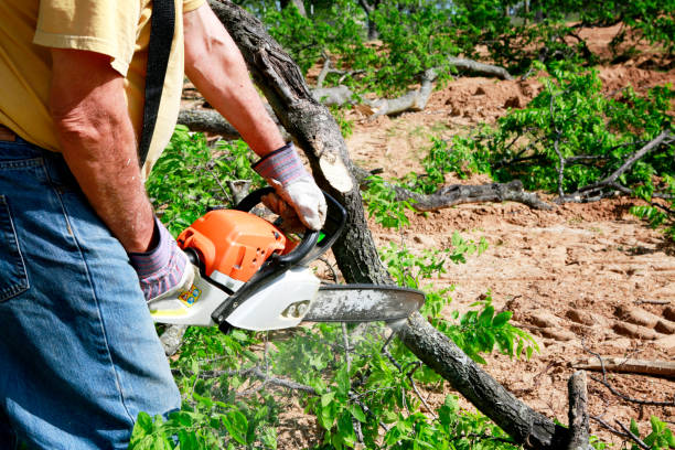 Best Tree Health Inspection  in Big Bear Lake, CA